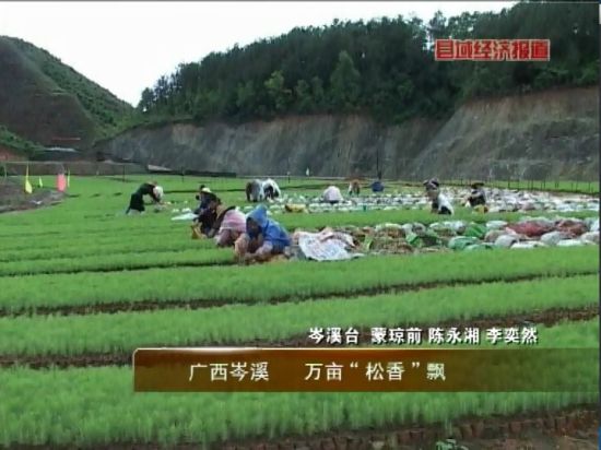 廣西岑溪：萬(wàn)畝松香飄。央視視頻截圖。