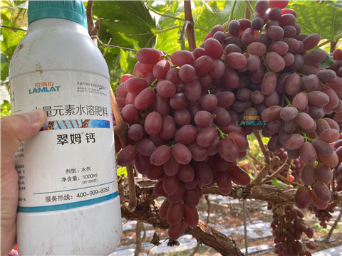 鈣肥，翠姆，拉姆拉