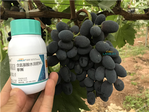 鈣肥，翠姆，拉姆拉