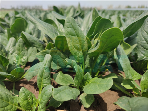 水溶肥，翠姆，拉姆拉