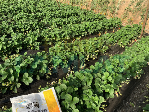 水溶肥，翠姆，拉姆拉