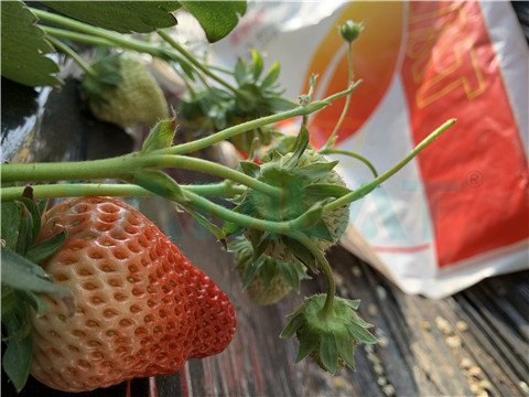 水溶肥，翠姆，拉姆拉