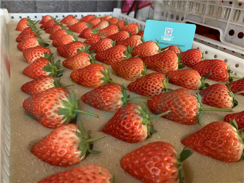 水溶肥，翠姆，拉姆拉