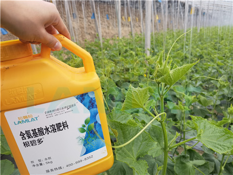 生根劑，拉姆拉，翠姆