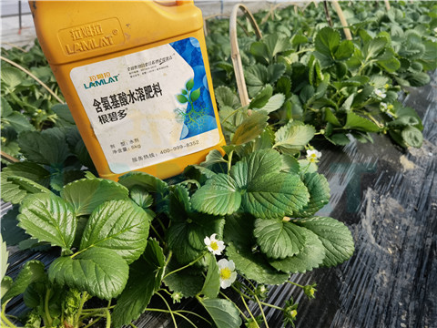 水溶肥，拉姆拉，翠姆