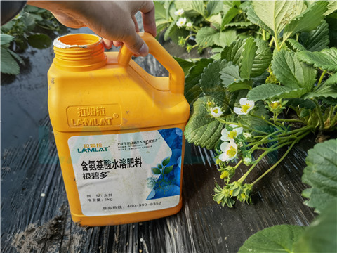 水溶肥，拉姆拉，翠姆