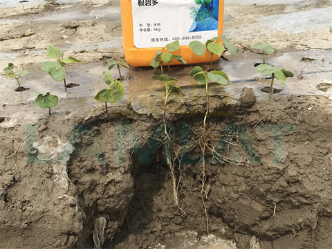 水溶肥，拉姆拉，翠姆