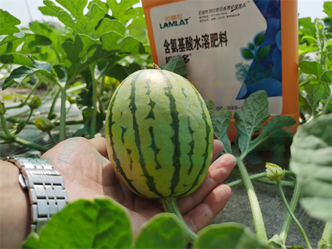 水溶肥，拉姆拉，翠姆