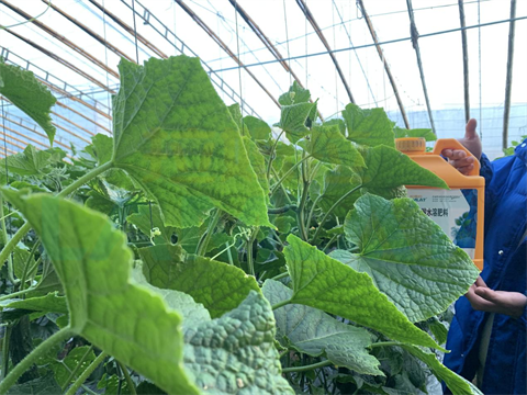 黃瓜根線(xiàn)蟲(chóng),拉姆拉,翠姆