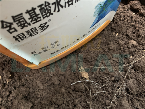 黃瓜根線(xiàn)蟲(chóng),拉姆拉,翠姆