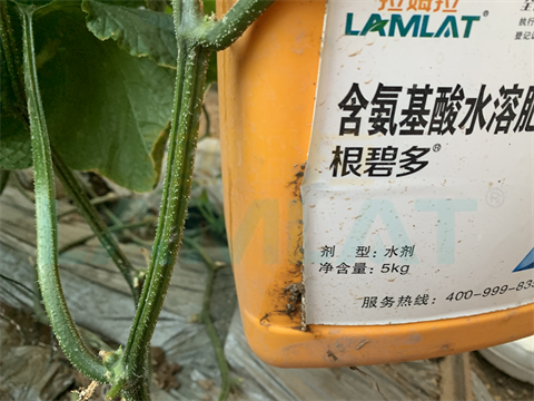 黃瓜根線(xiàn)蟲(chóng),拉姆拉,翠姆