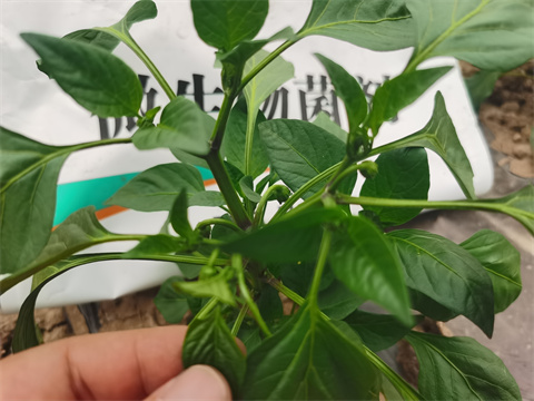 水溶肥，翠姆，拉姆拉