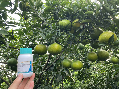 葉面肥品牌,翠姆,柑橘水溶肥 葉面肥品牌,翠姆,柑橘水溶肥
