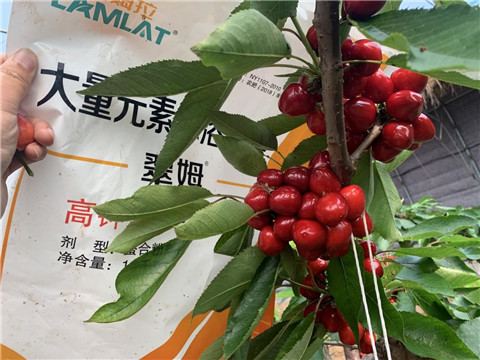 水溶肥,翠姆,櫻桃管理技術(shù) 水溶肥,翠姆,櫻桃管理技術(shù)