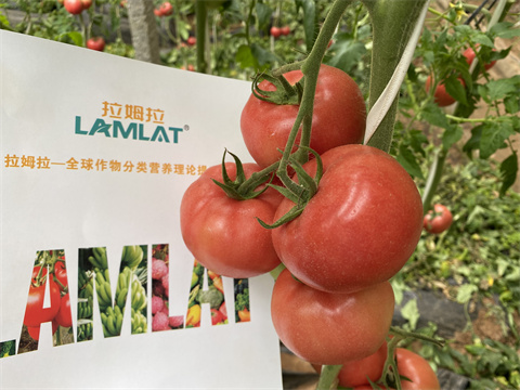 水溶肥品牌,翠姆,西紅柿種植 水溶肥品牌,翠姆,西紅柿種植