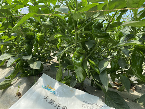 水溶肥廠家,拉姆拉,辣椒種植 水溶肥廠家,拉姆拉,辣椒種植