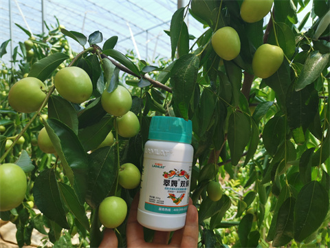 水溶肥,翠姆,冬棗種植 水溶肥,翠姆,冬棗種植