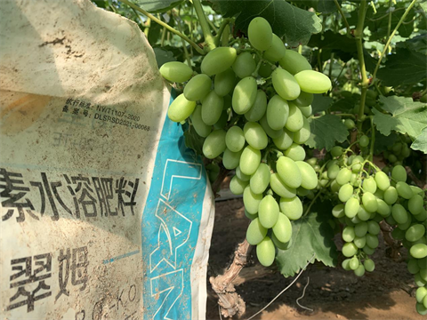 水溶肥,翠姆,葡萄種植 水溶肥,翠姆,葡萄種植
