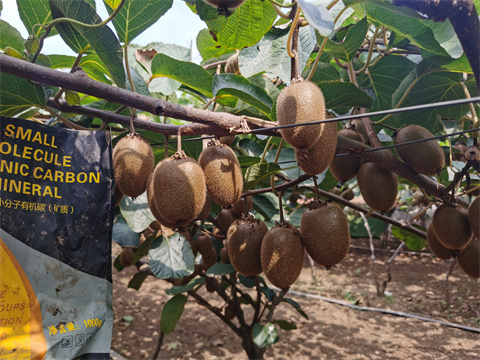 水溶肥,拉姆拉,獼猴桃種植 水溶肥,拉姆拉,獼猴桃種植