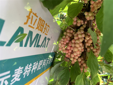 水溶肥價格,伯示麥,拉姆拉 水溶肥價格,伯示麥,拉姆拉