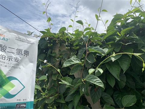 水溶肥,伯示麥,拉姆拉 水溶肥,伯示麥,拉姆拉