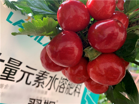 水溶肥,翠姆,櫻桃水溶肥 水溶肥,翠姆,櫻桃水溶肥