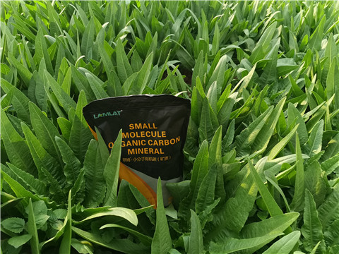 水溶肥,翠姆,油麥菜種植 水溶肥,翠姆,油麥菜種植