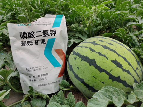 水溶肥,翠姆,西瓜種植 水溶肥,翠姆,西瓜種植