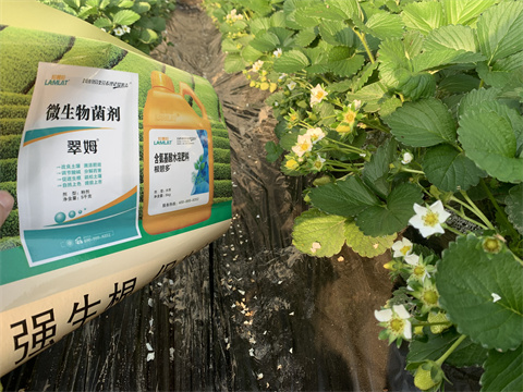 水溶肥價(jià)格，翠姆，草莓水溶肥