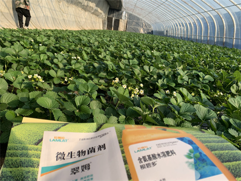水溶肥價(jià)格，翠姆，草莓水溶肥