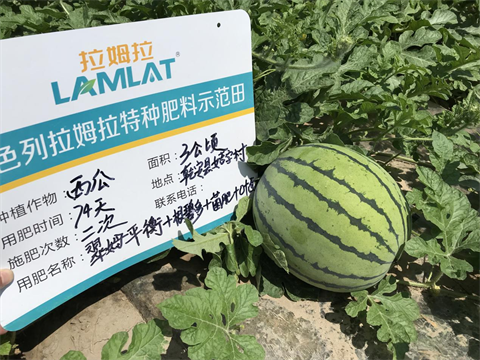 水溶肥,翠姆,西瓜管理技術(shù)要點(diǎn) 水溶肥,翠姆,西瓜管理技術(shù)要點(diǎn)