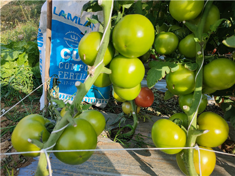 水溶肥廠家,翠姆,番茄水溶肥 水溶肥廠家,翠姆,番茄水溶肥