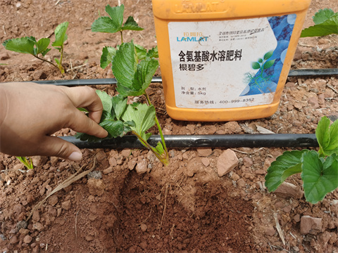 水溶肥,翠姆,草莓種植 水溶肥,翠姆,草莓種植