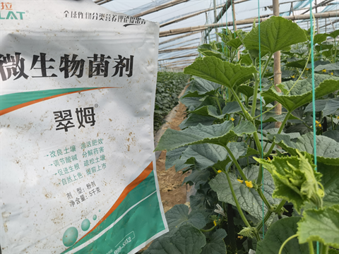 微生物菌劑,翠姆,黃瓜水溶肥 微生物菌劑,翠姆,黃瓜水溶肥