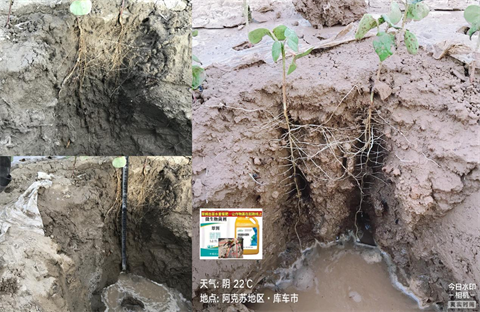 微生物菌劑,翠姆,拉姆拉 微生物菌劑,翠姆,拉姆拉