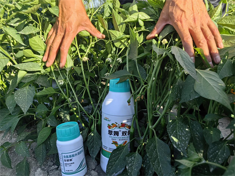 辣椒種植,水溶肥,拉姆拉 辣椒種植,水溶肥,拉姆拉