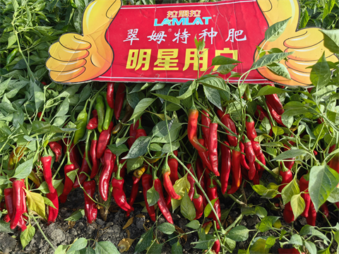 辣椒種植,水溶肥品牌,翠姆水溶肥 辣椒種植,水溶肥品牌,翠姆水溶肥