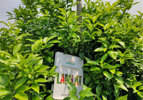 柑橘種植,水溶肥,翠姆 柑橘種植,水溶肥,翠姆