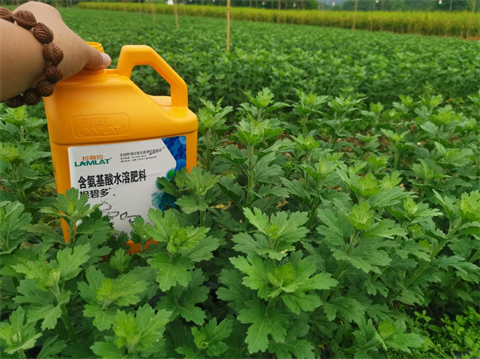 菊花種植,水溶肥廠家，翠姆