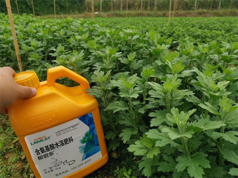 菊花種植,水溶肥廠家，翠姆