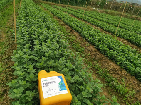 菊花種植,水溶肥廠家，翠姆