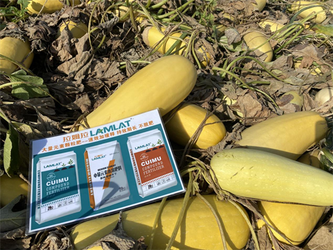 水溶肥廠(chǎng)家,葫蘆施肥,翠姆水溶肥