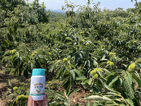 葉面肥廠(chǎng)家,板栗種植,翠姆葉面肥