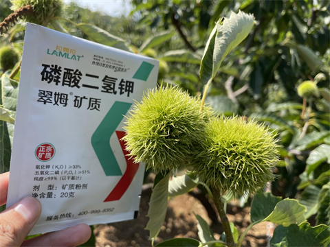 葉面肥廠(chǎng)家,板栗種植,翠姆葉面肥