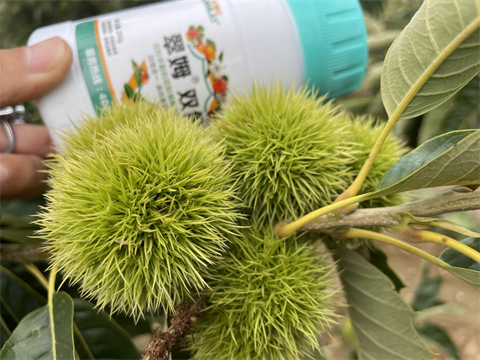 葉面肥廠(chǎng)家,板栗種植,翠姆葉面肥