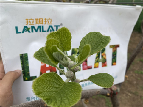 進(jìn)口水溶肥,獼猴桃施肥,伯示麥水溶肥 進(jìn)口水溶肥,獼猴桃施肥,伯示麥水溶肥