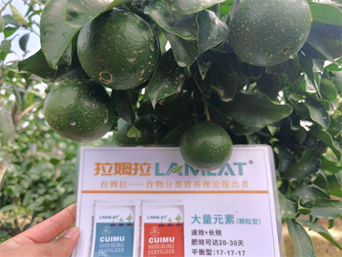 進口水溶肥,柑橘種植,翠姆水溶肥 進口水溶肥,柑橘種植,翠姆水溶肥