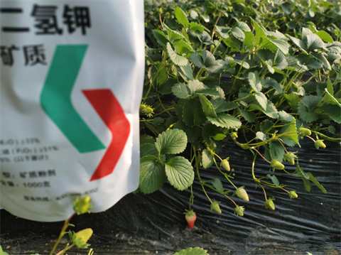 水溶肥廠家,草莓種植,翠姆磷酸二氫鉀