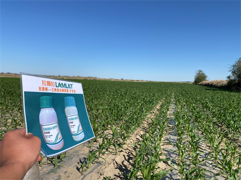 水溶肥廠(chǎng)家,倒春寒,拉姆拉安碧解