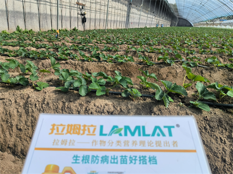 進口水溶肥,草莓種植,翠姆水溶肥